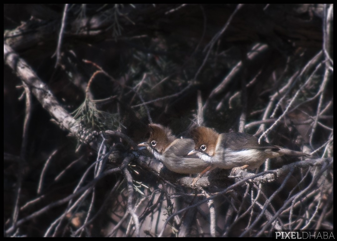 Whiskered Yuhina - ML77199681