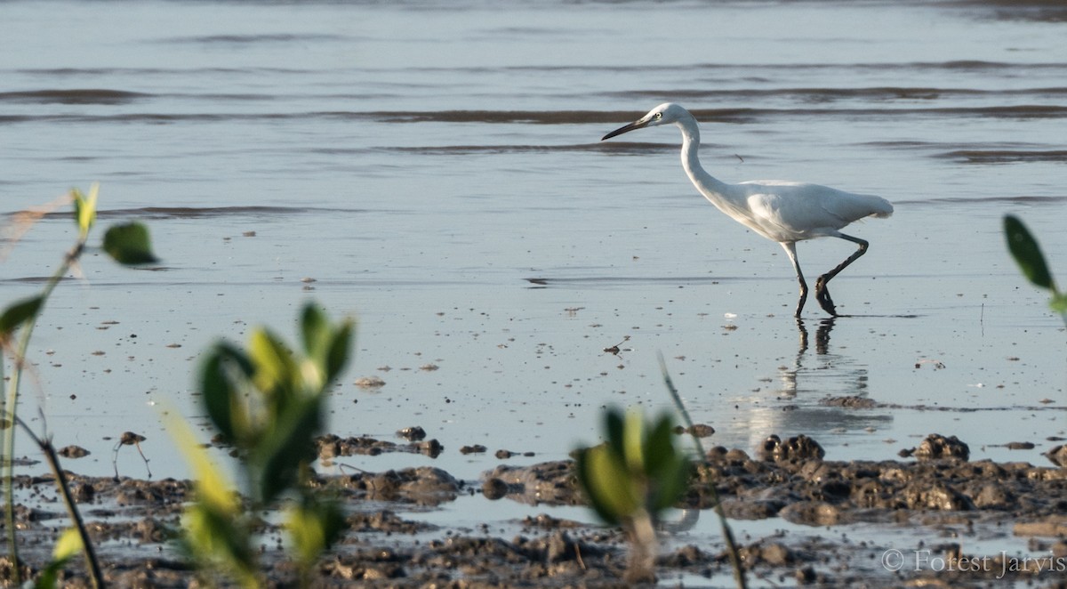 Aigrette de Chine - ML77200091