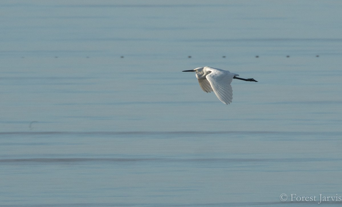 Little Egret - ML77200121