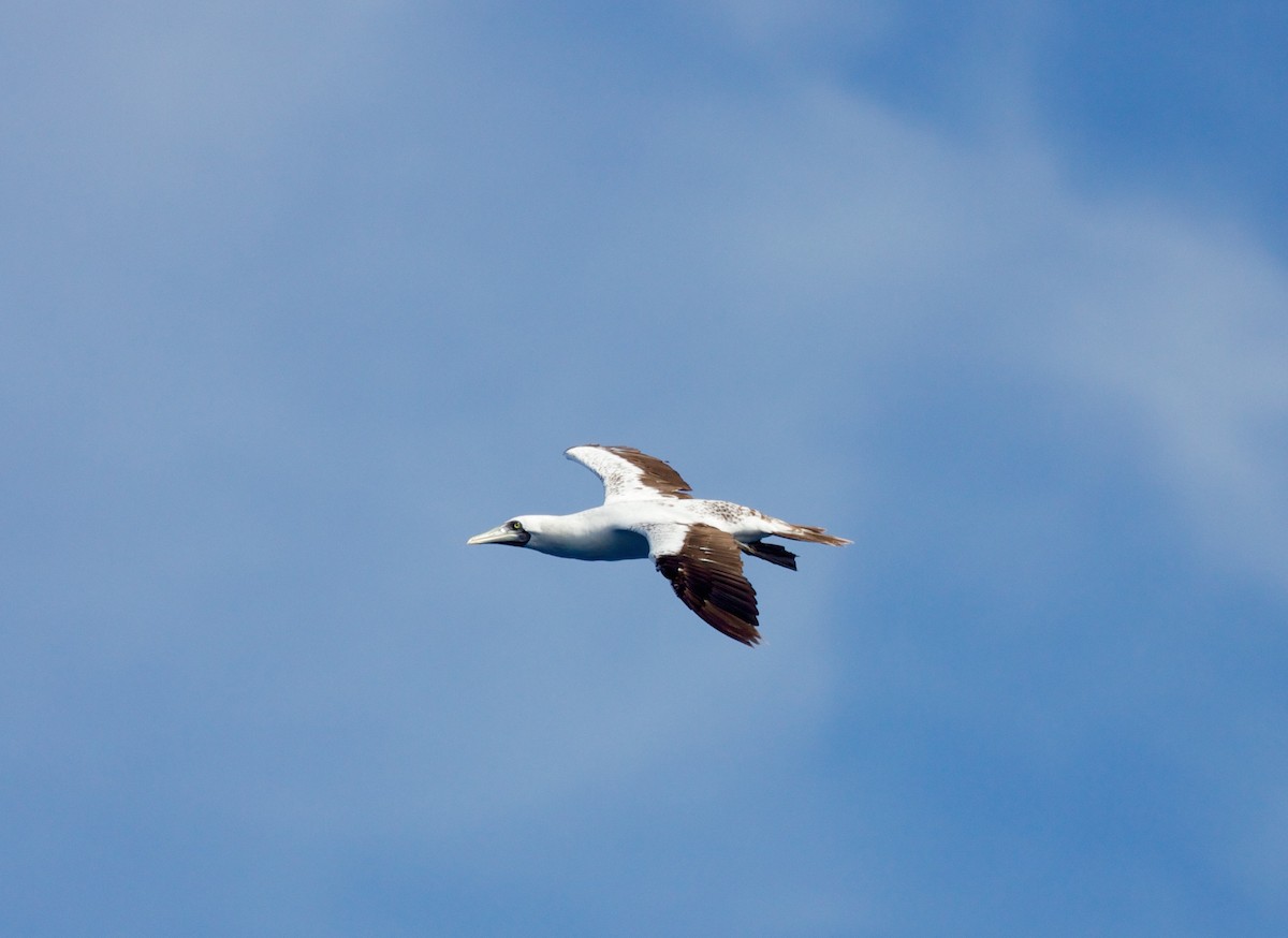 Masked Booby - Louis and Christine Warren