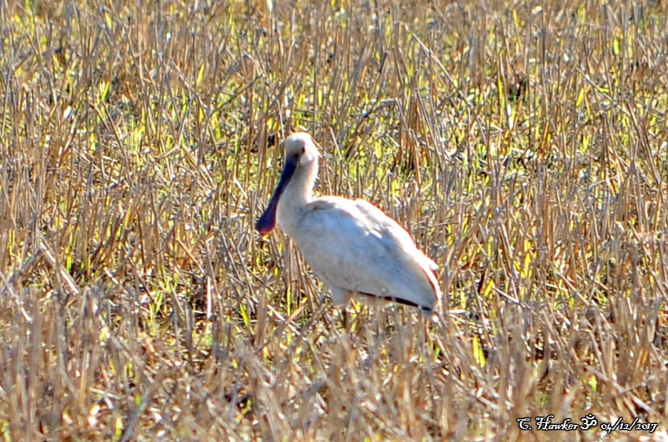 Espátula Común - ML77201291