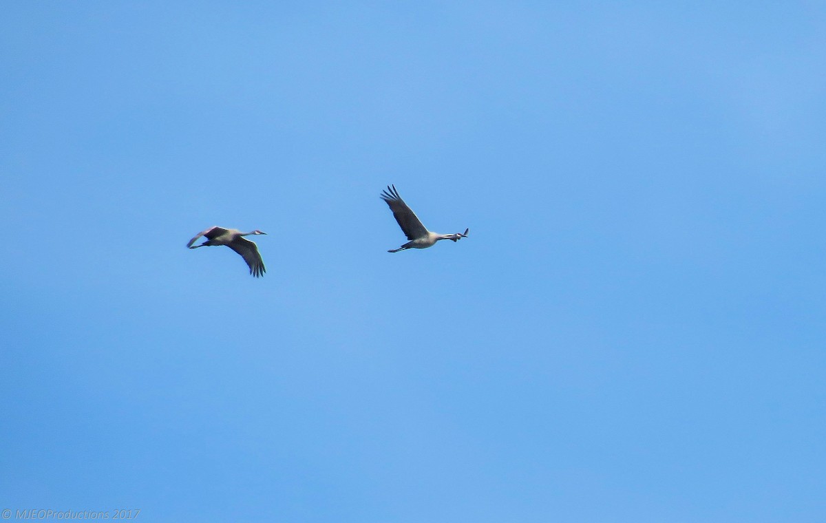 Sandhill Crane - Marianne Ofenloch