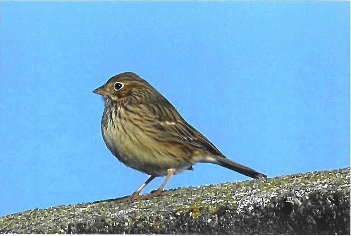 Vesper Sparrow - Records of Vermont Birds Data