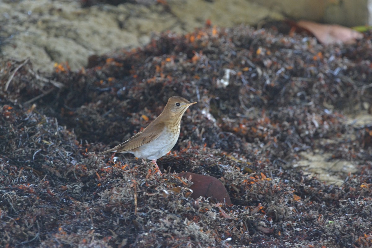 Veery - Luis Gonzalez