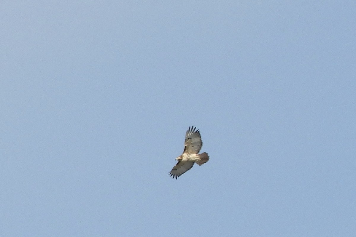 Red-tailed Hawk - ML77204801