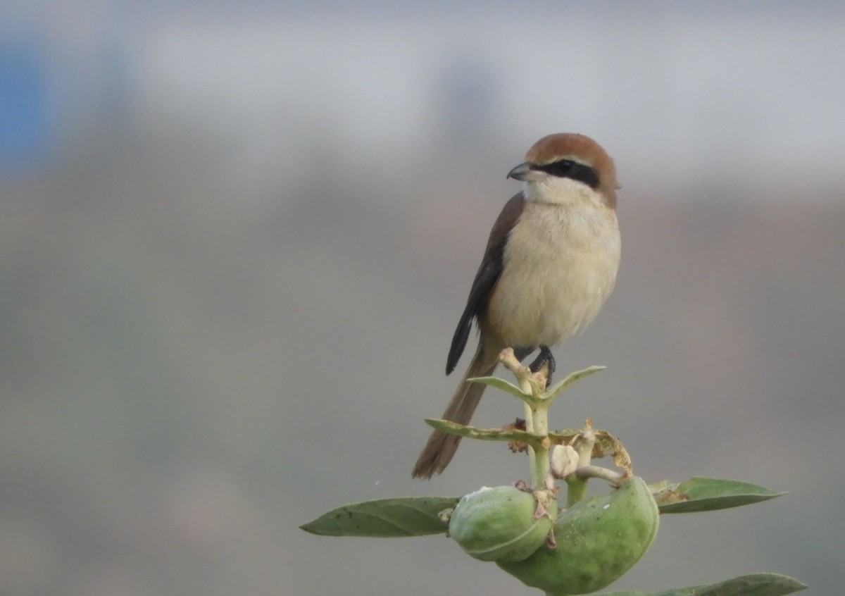 Brown Shrike - ML77204951