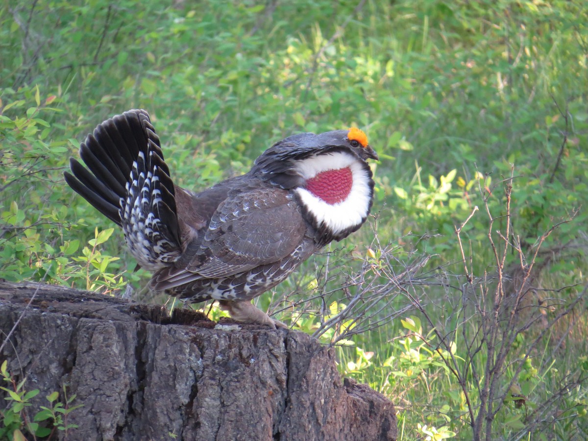 Dusky Grouse - ML77205701