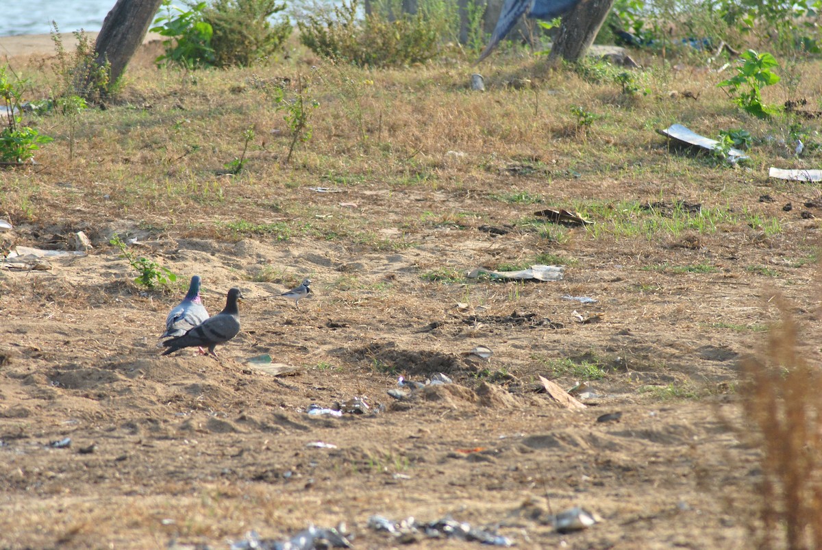 Хөх цэгцгий - ML77207351