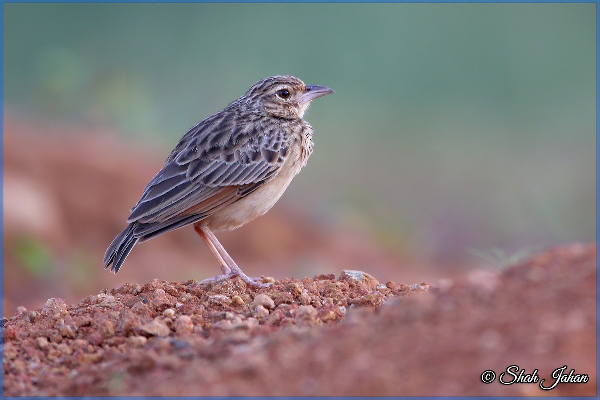Jerdon's Bushlark - ML77212701