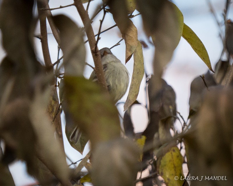 Hammond's Flycatcher - ML77214761