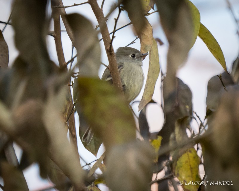 Hammond's Flycatcher - ML77214771