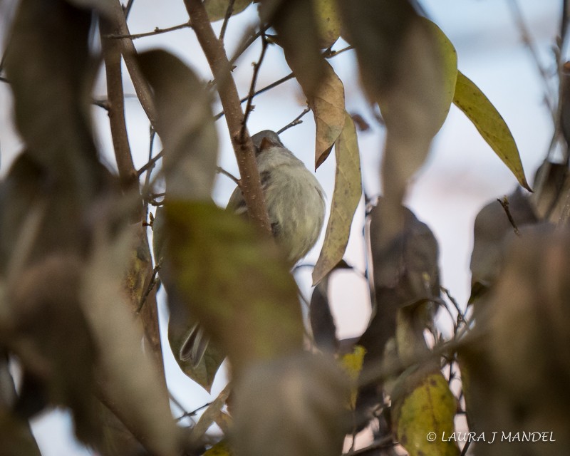 Hammond's Flycatcher - ML77214781