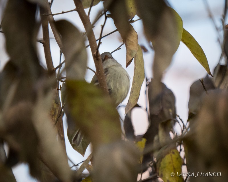 Hammond's Flycatcher - ML77214781