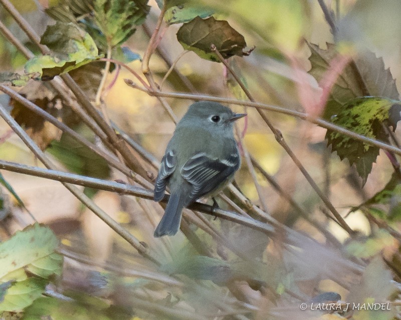 Hammond's Flycatcher - ML77214791