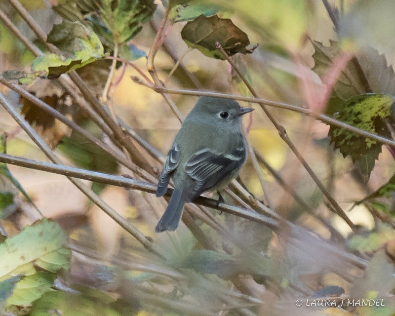 Hammond's Flycatcher - Laura Mandel