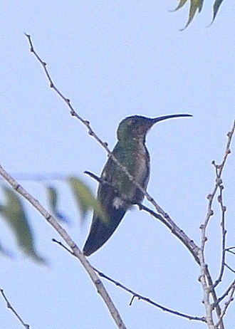 eBird Checklist - 3 Dec 2017 - Quinta Mazatlan WBC (LTC 063) - 1 species