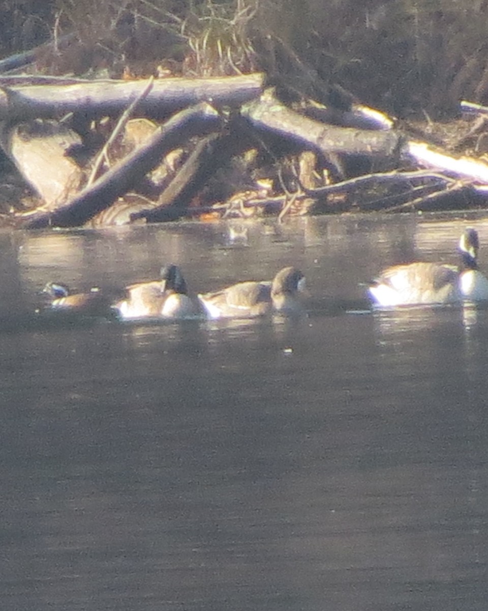 Greater White-fronted Goose - ML77215621