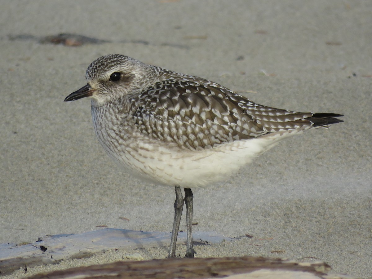 Black-bellied Plover - ML77215681