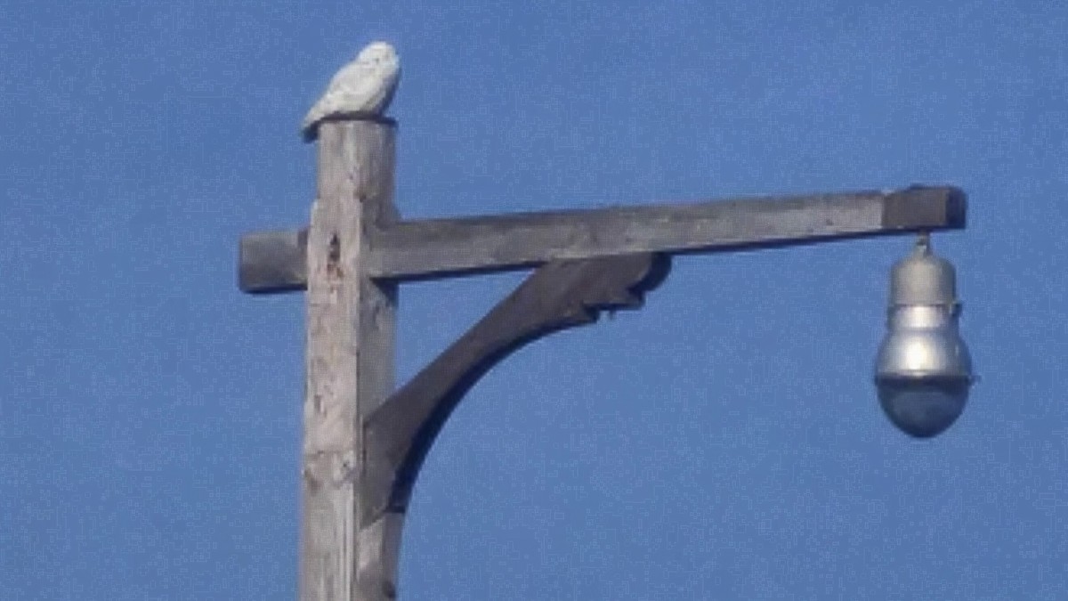 Snowy Owl - ML77215991