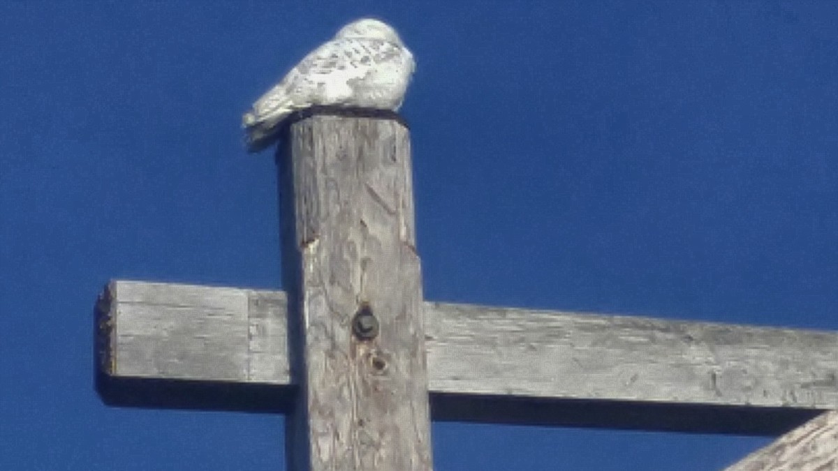 Snowy Owl - ML77216021