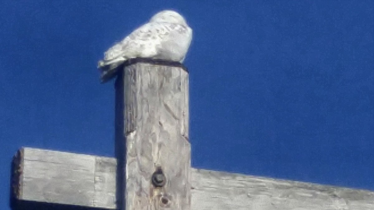 Snowy Owl - ML77216041