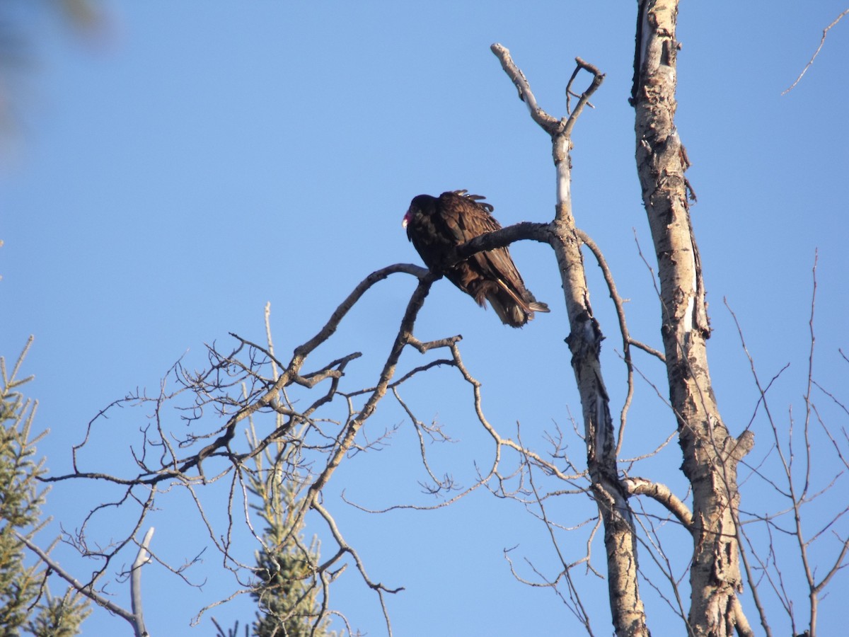 Turkey Vulture - ML77216051