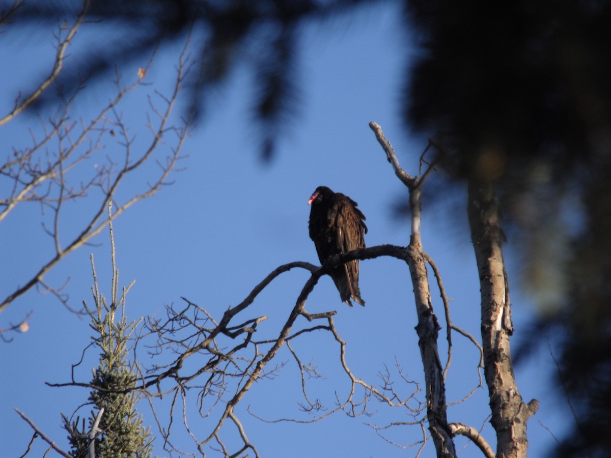 Turkey Vulture - ML77216061