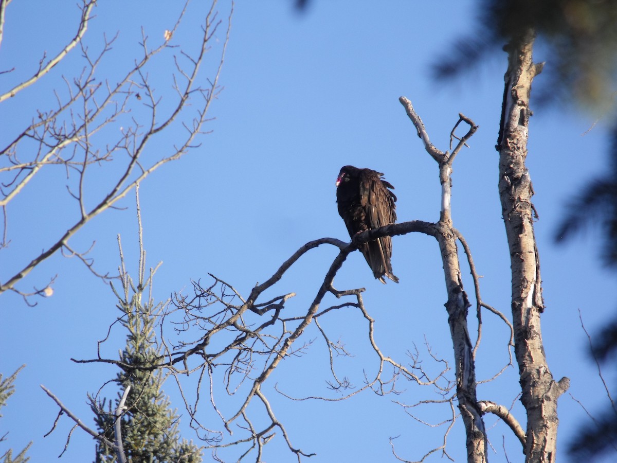Turkey Vulture - ML77216071