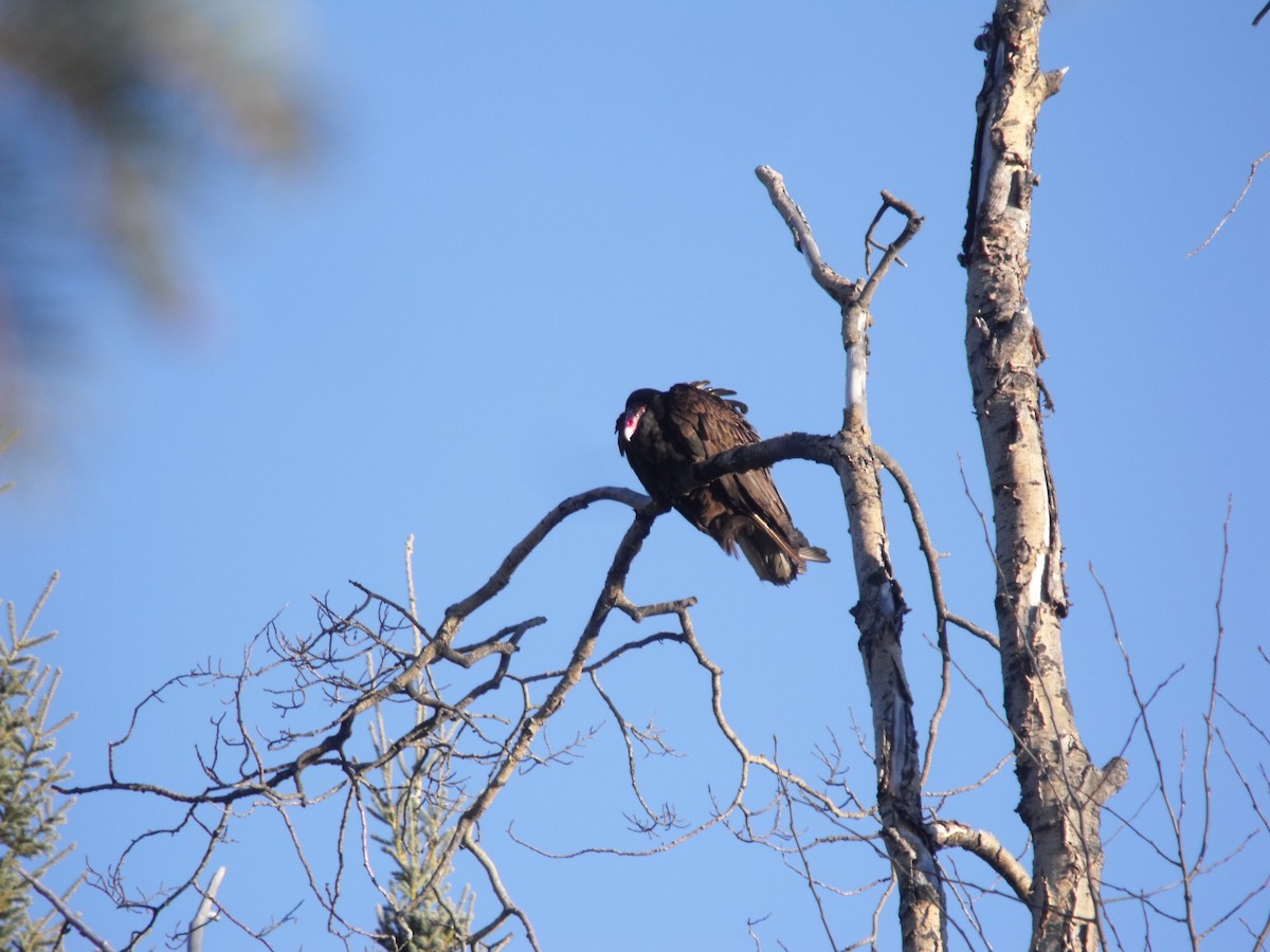 Turkey Vulture - ML77216081