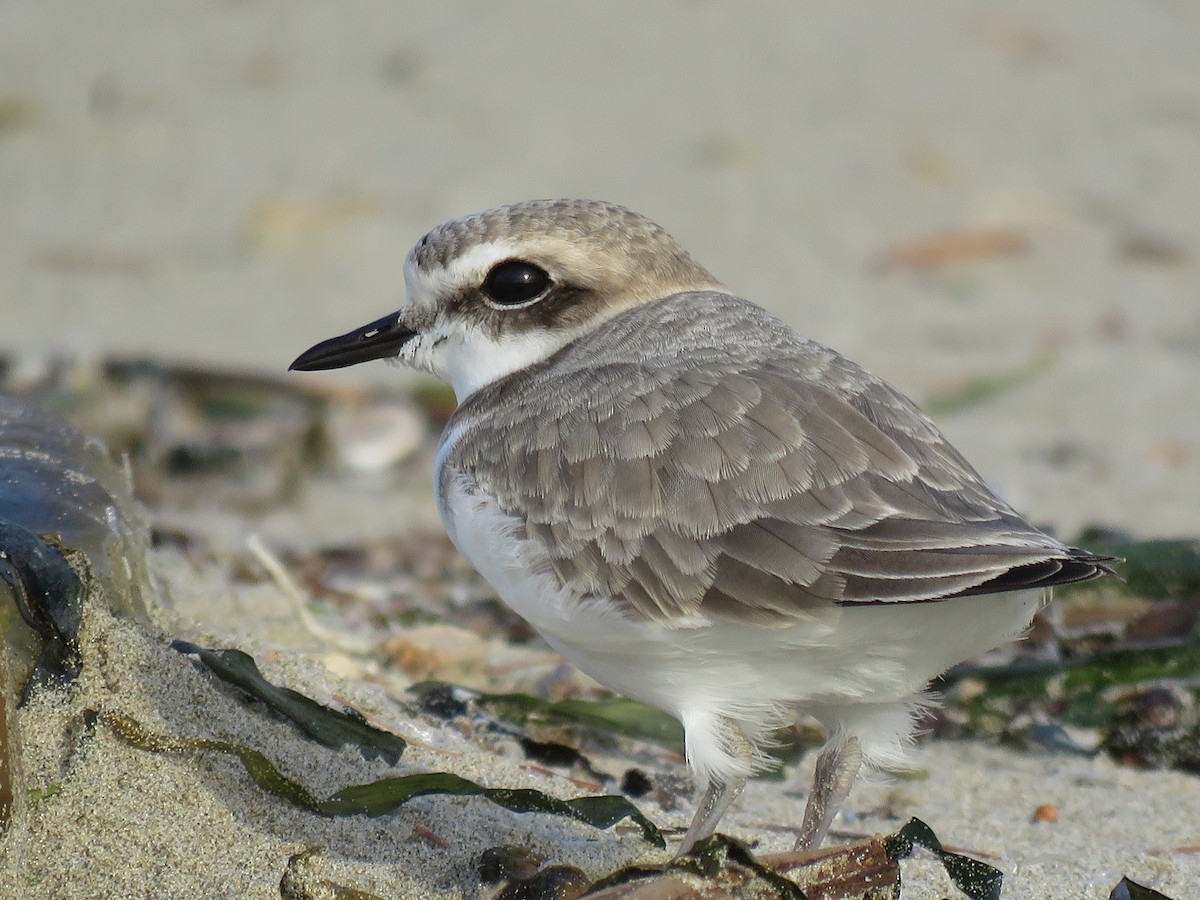 Snowy Plover - ML77216631