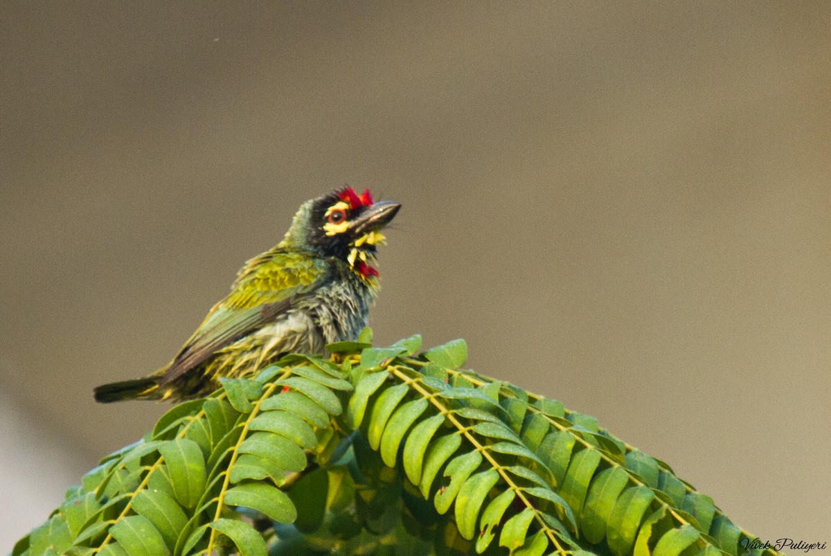 Coppersmith Barbet - ML77217561