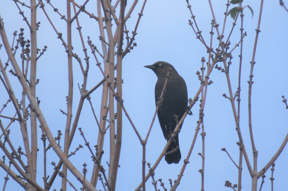 Rusty Blackbird - ML77222531