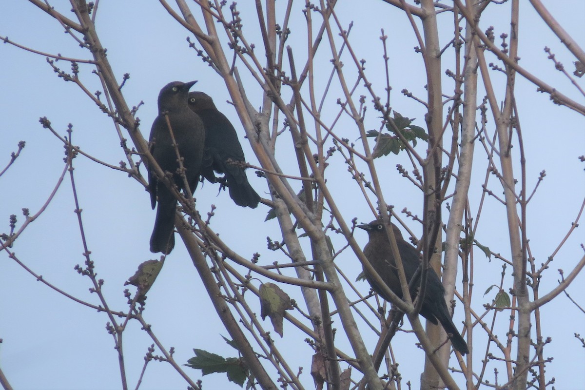 Rusty Blackbird - ML77222541