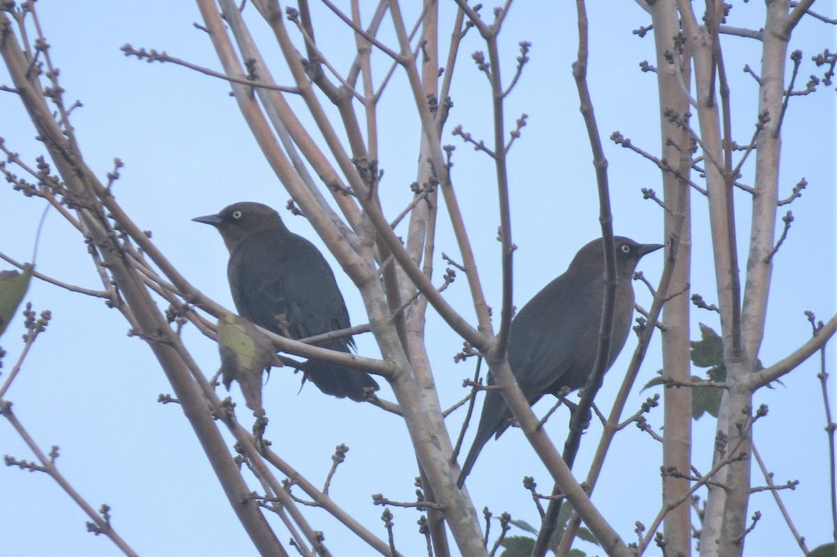 Rusty Blackbird - ML77222551