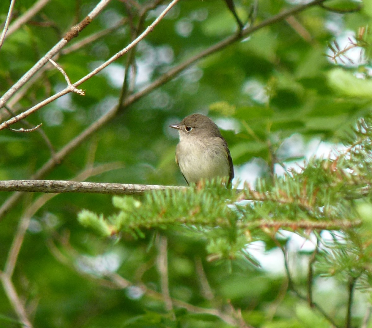 Least Flycatcher - Alain Sylvain