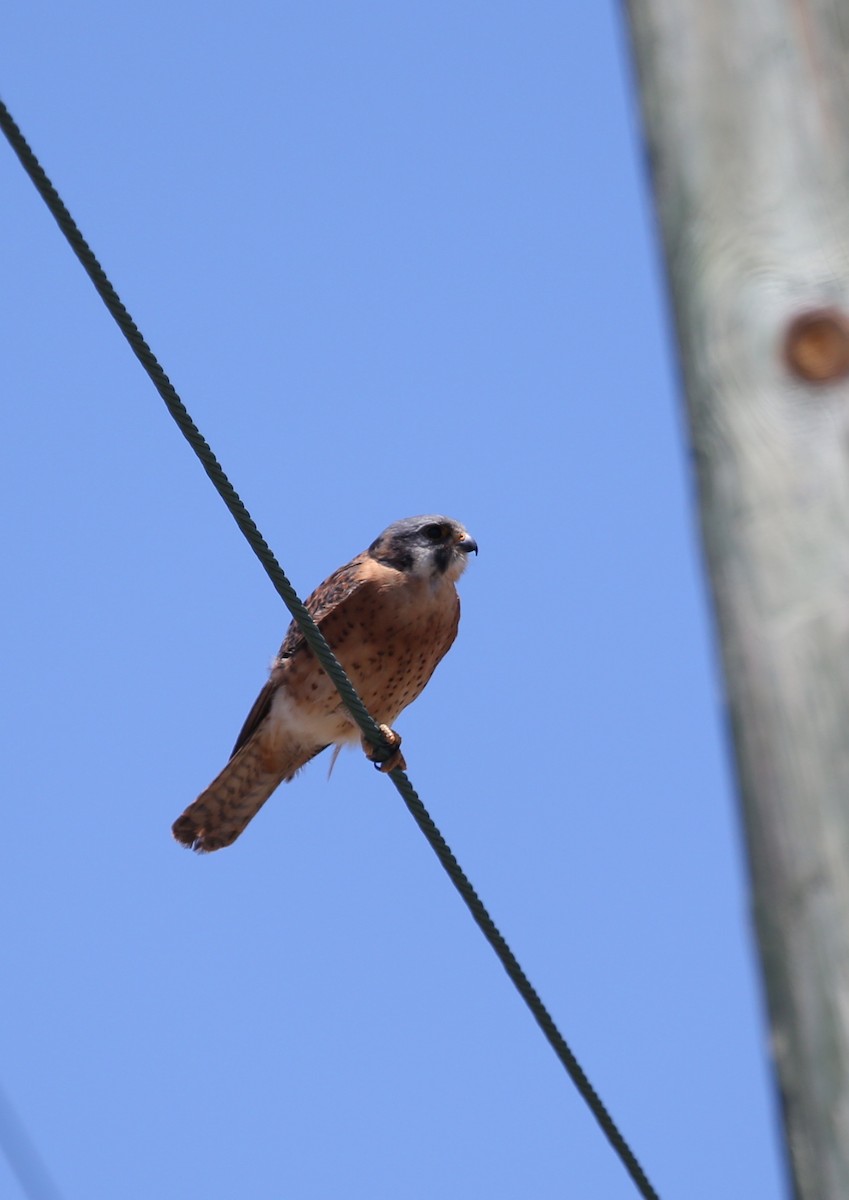 American Kestrel (Cuban) - ML77224881