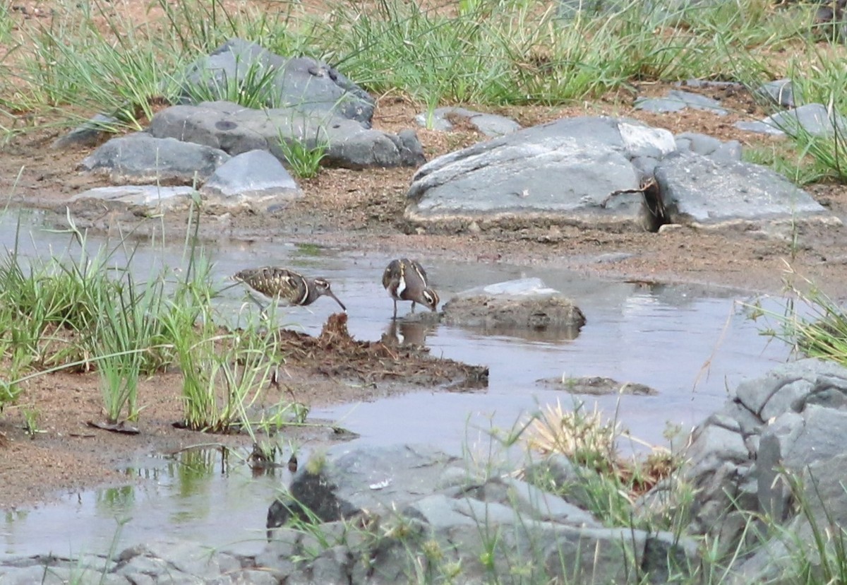 Greater Painted-Snipe - ML77225031