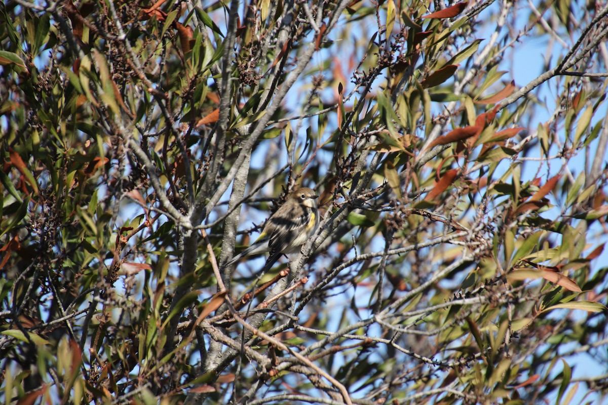 Yellow-rumped Warbler - ML77226421