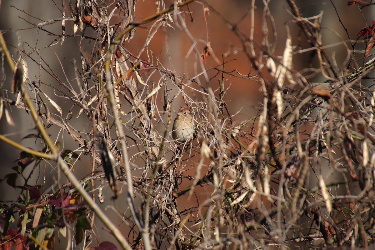 Field Sparrow - Daniel Kaplan