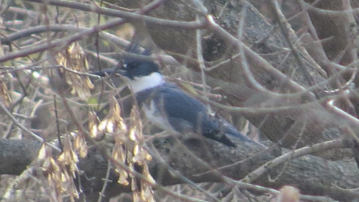 Belted Kingfisher - ML77230701
