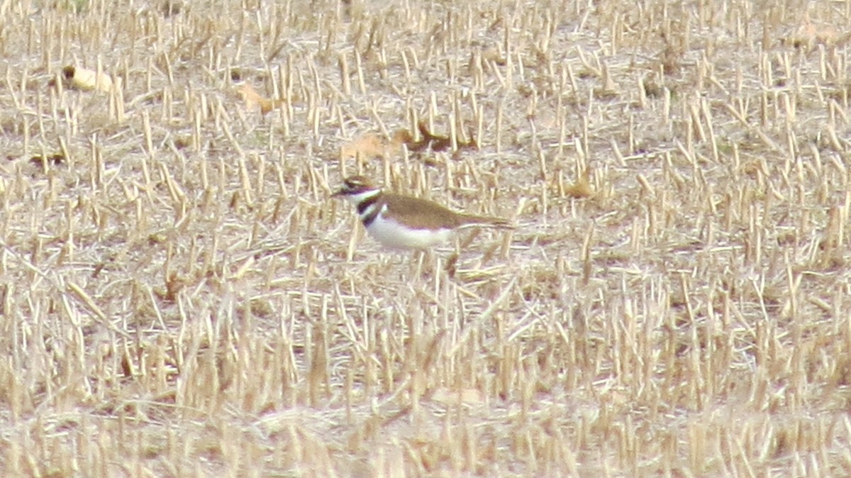 Killdeer - ML77230821