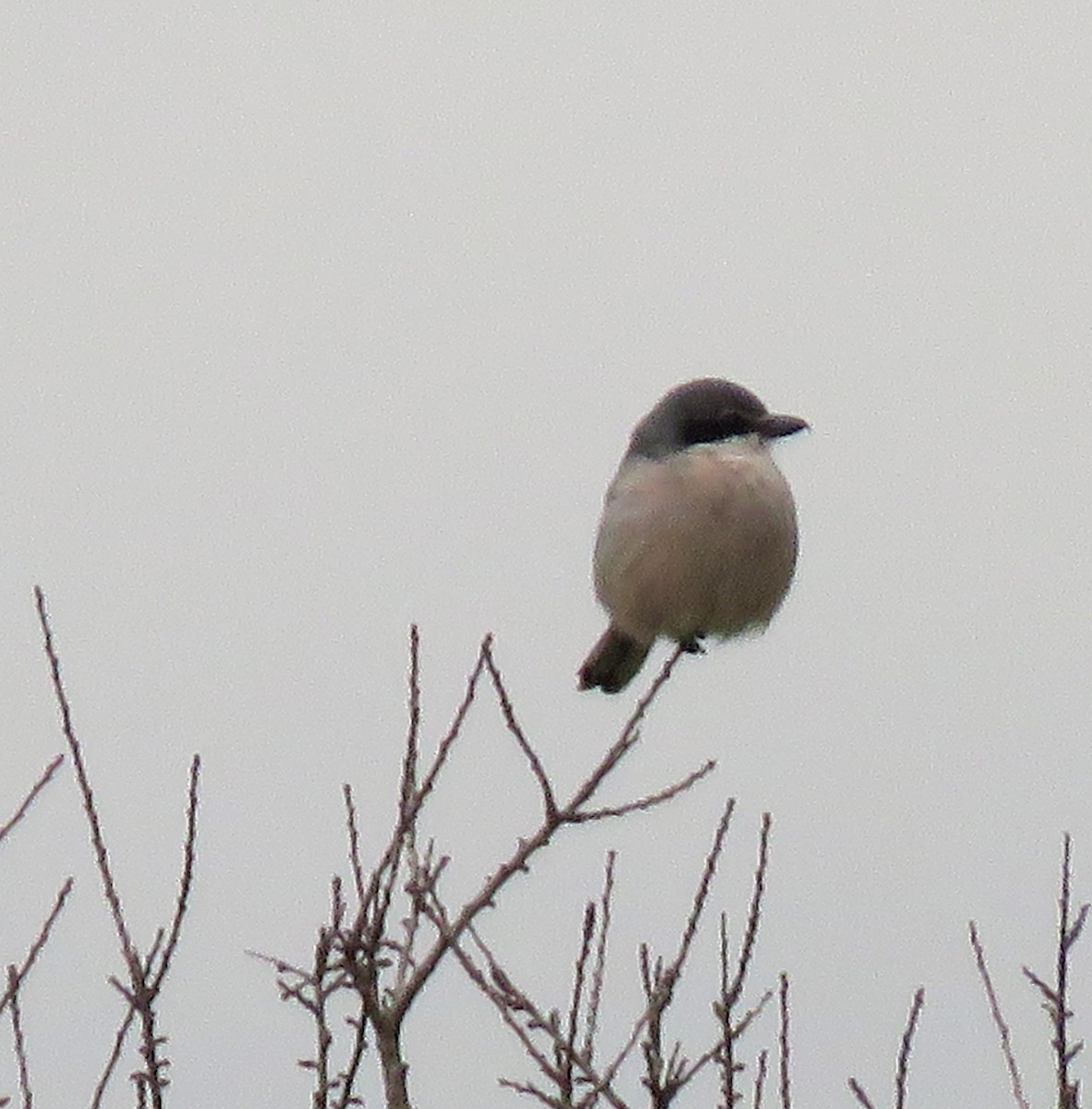 Iberian Gray Shrike - ML77230861