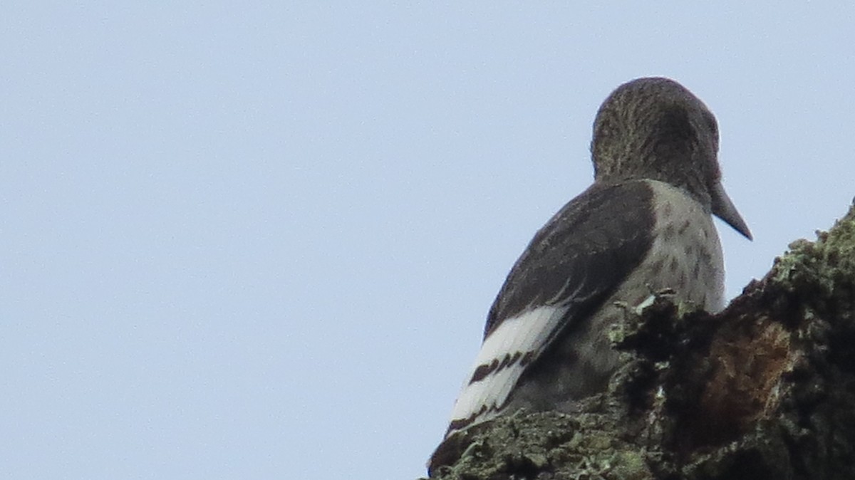 Red-headed Woodpecker - ML77230941