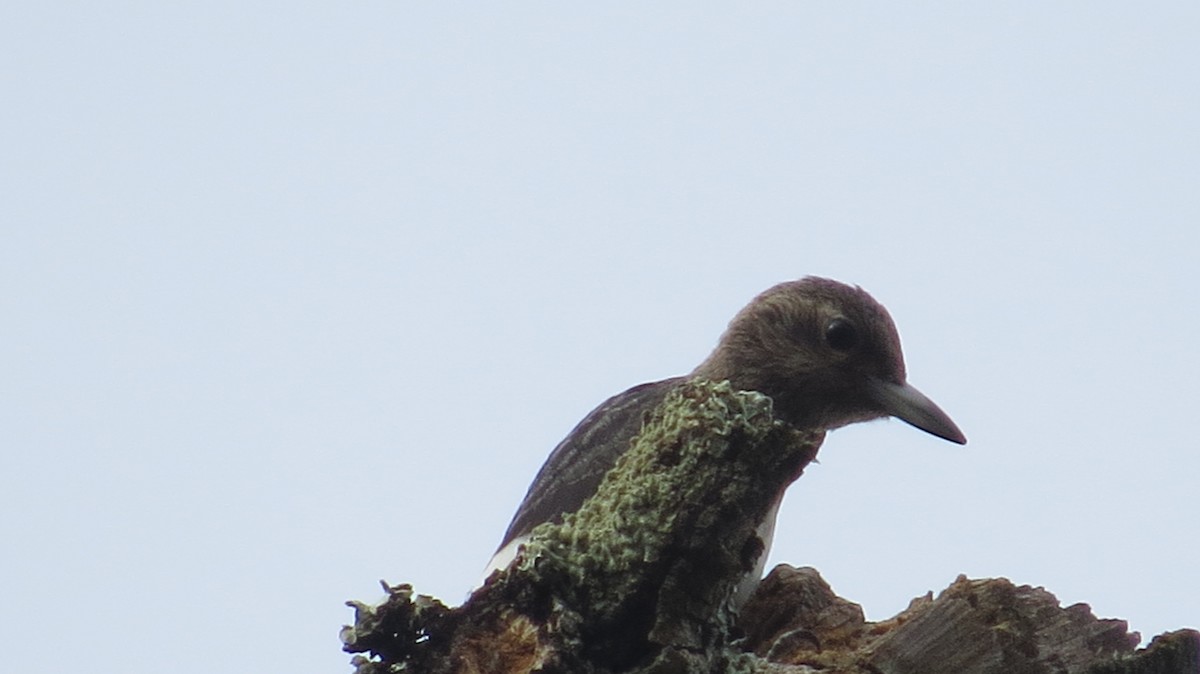 Red-headed Woodpecker - ML77231091