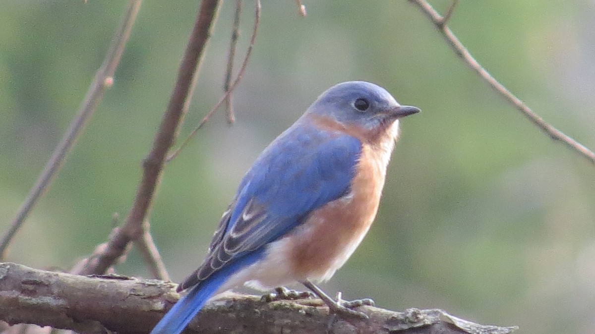 Eastern Bluebird - ML77231161
