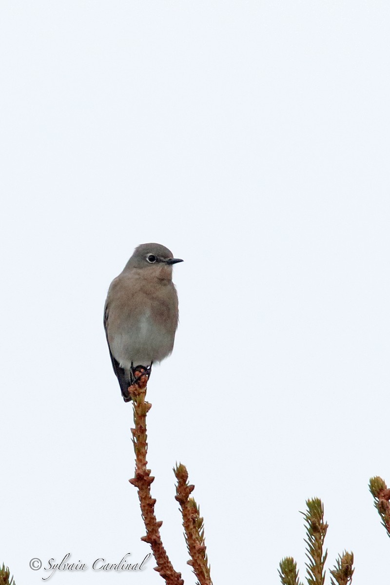 Mountain Bluebird - Sylvain Cardinal