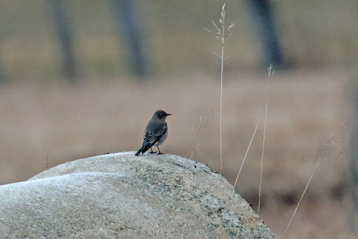 Mountain Bluebird - Sylvain Cardinal