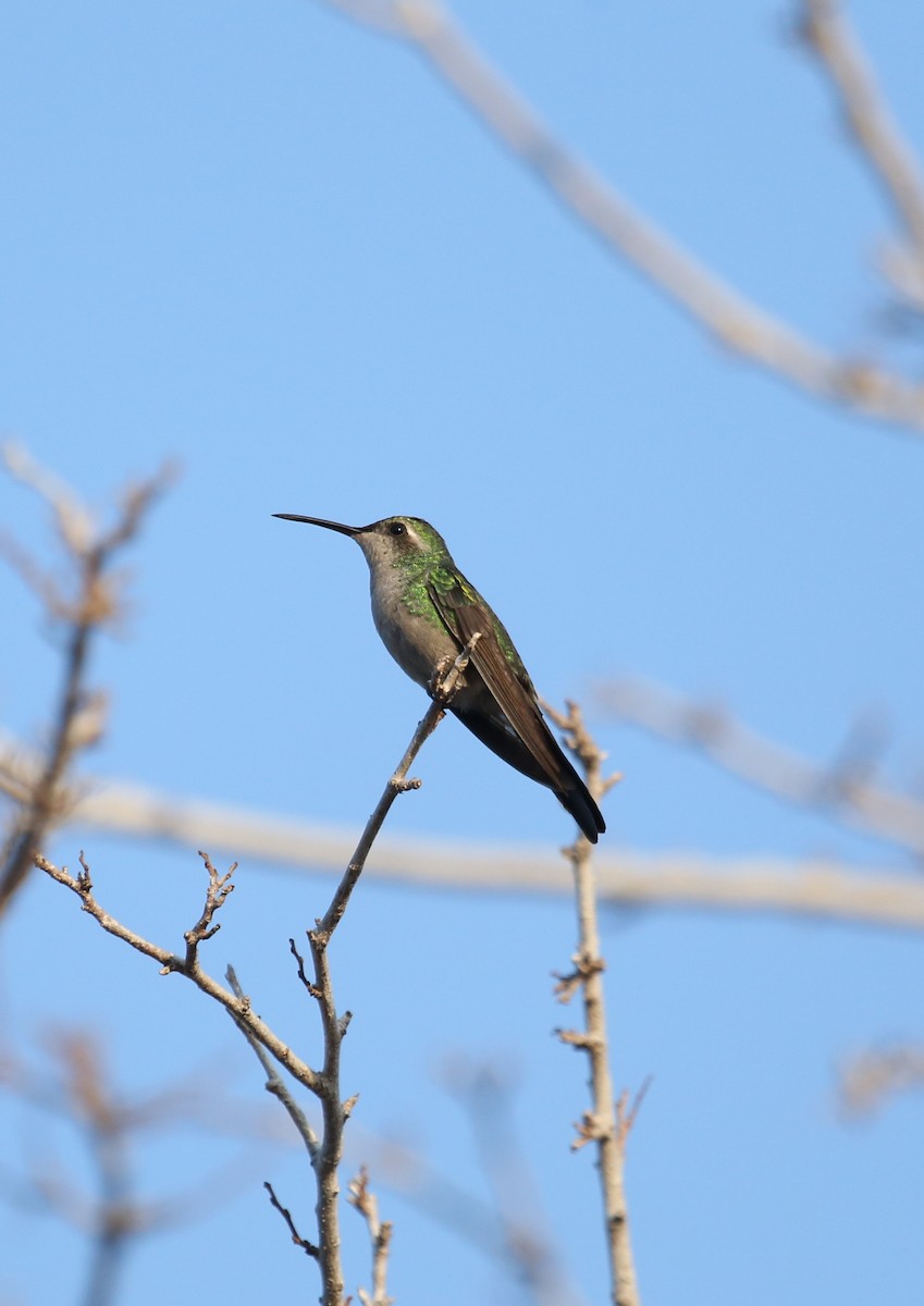 Cuban Emerald - ML77232801