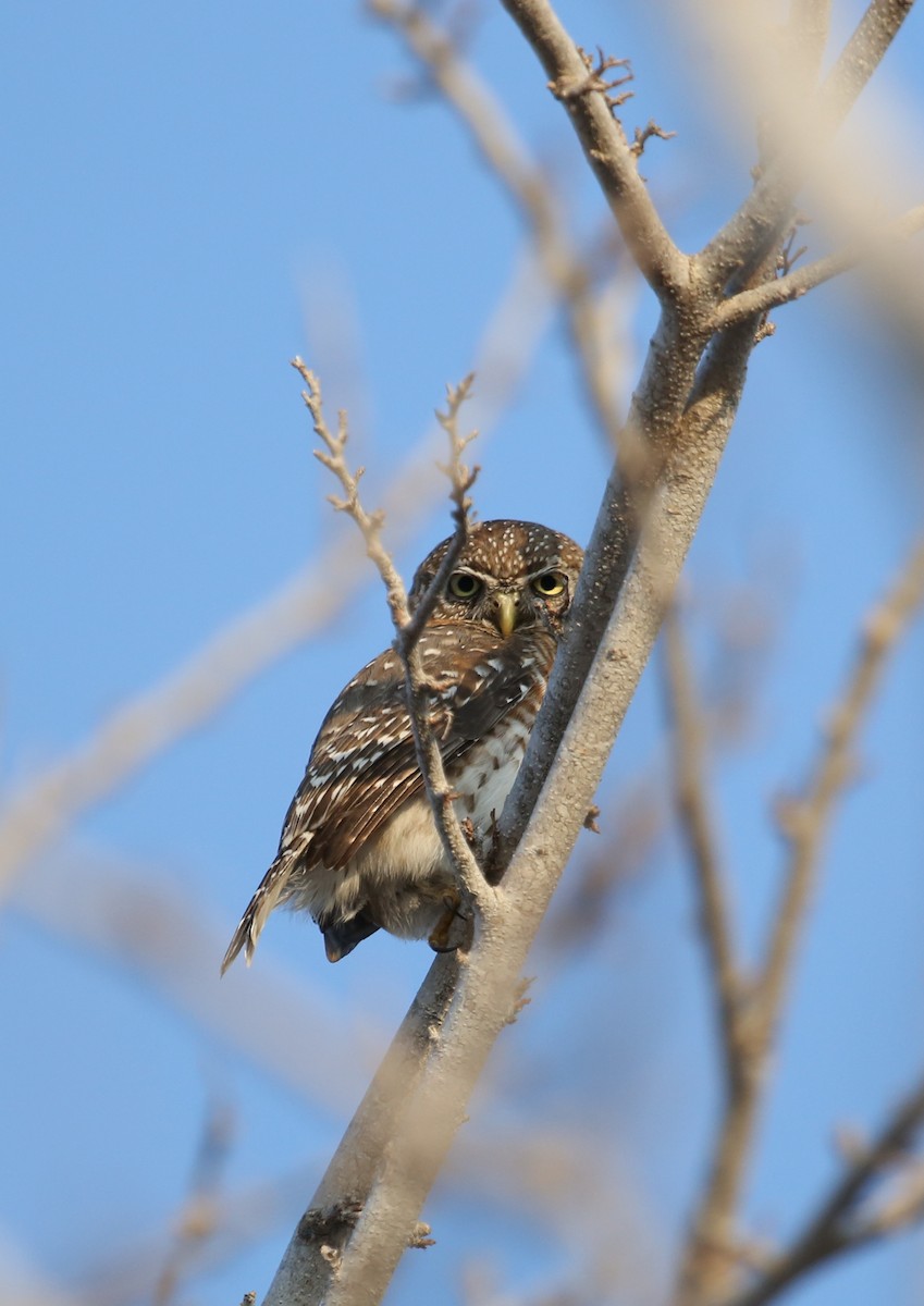 Cuban Pygmy-Owl - ML77232821