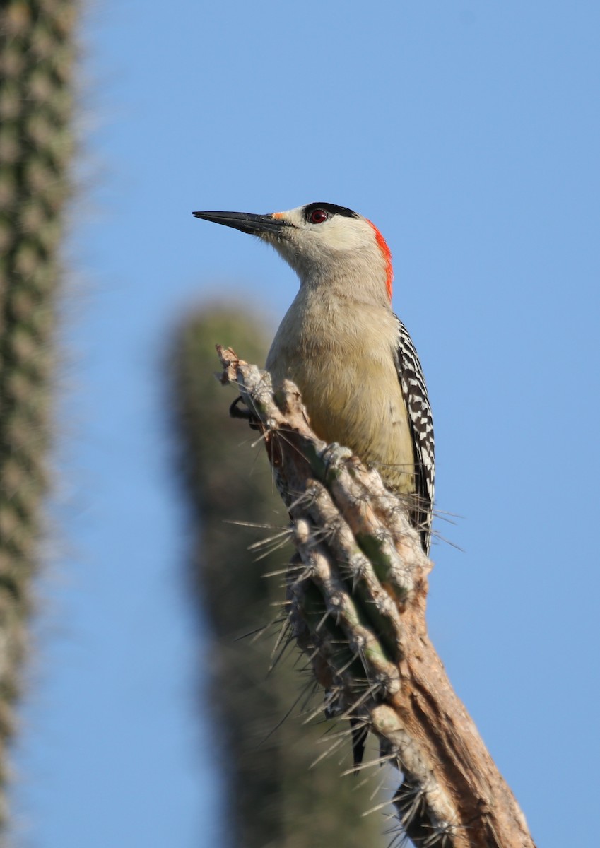 West Indian Woodpecker - ML77232951